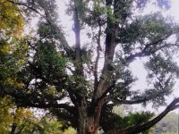 Drzewa-świadkowie historii