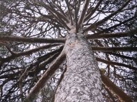 Drzewa-świadkowie historii